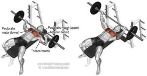 Bench Press termasuk kedalam jadwal gym pemula karena bisa membantu pertumbuhan otot dengan cepat 